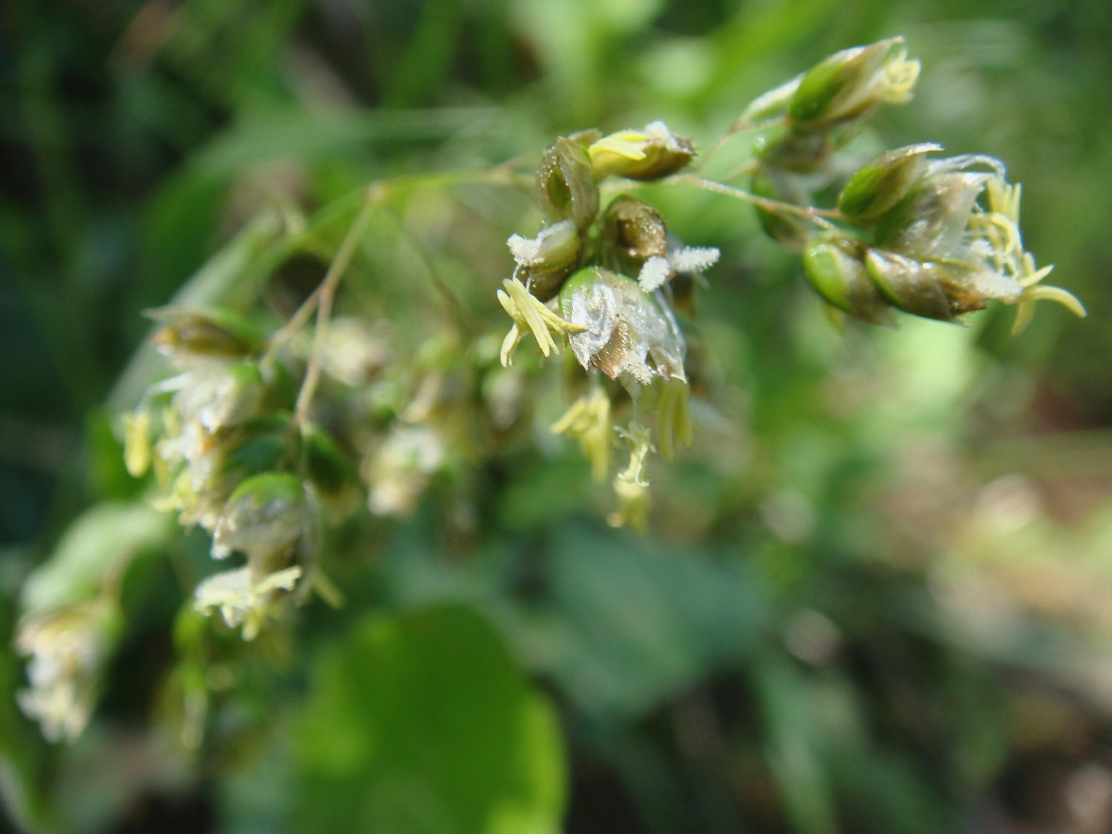 Hierochloe odorata (Sweetgrass)